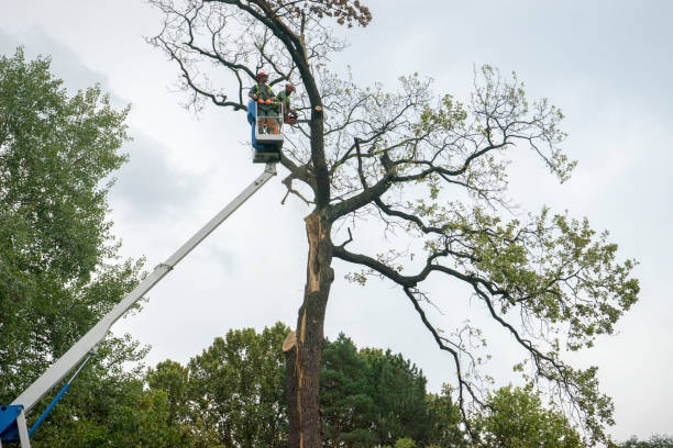 How Our Tree Care Process Works  in  Alafaya, FL