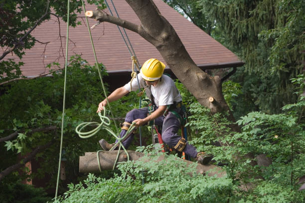 Trusted Alafaya, FL Tree Services Experts